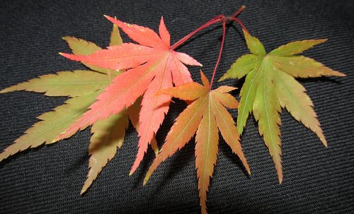 leaf  fall  maple
