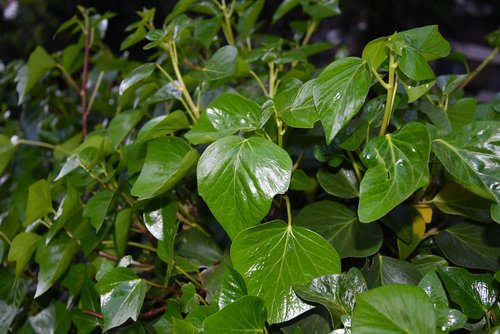 leaf  flora  nature