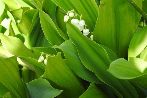 leaf  plant  nature