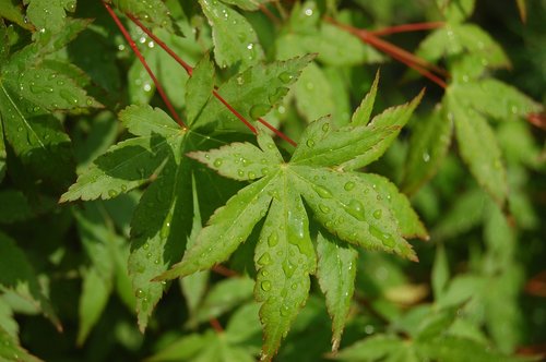 leaf  maple