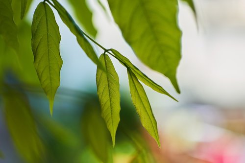 leaf  nature  plant