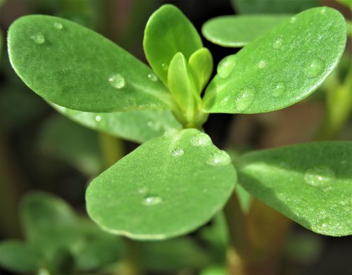 leaf  flora  nature