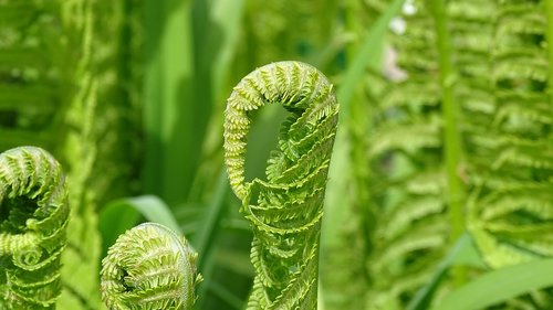 leaf  plant  nature