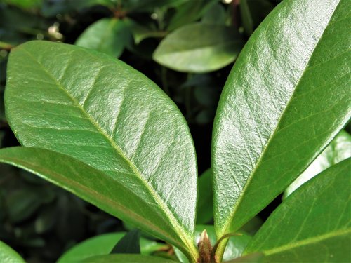 leaf  flora  growth