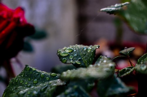 leaf  tree  nature