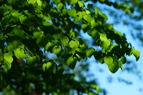 leaf  nature  growth