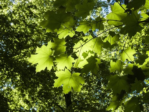 leaf  branch  green