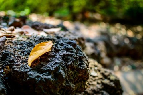 leaf fall autumn