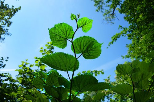 leaf  foliage  branch