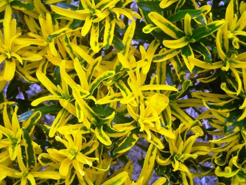 leaf codiaeum variegatum yellow
