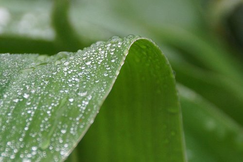 leaf  water  droplets