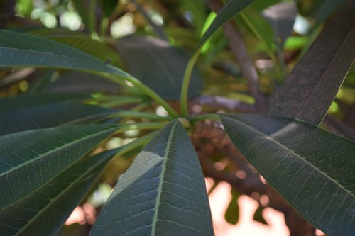 leaf  trees  nature