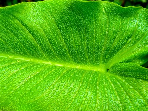 leaf  green  plant