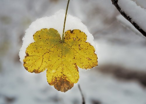 leaf  yellow  snow