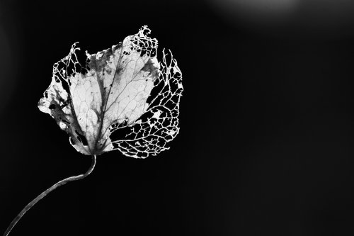 leaf  nature  black and white