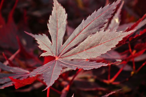 leaf  japanese maple  spring