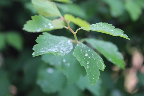 leaf  rain  raindrop