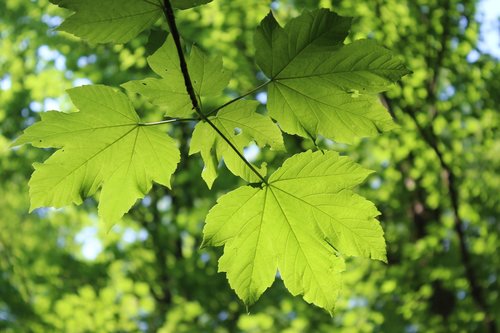 leaf  leaves  shadow