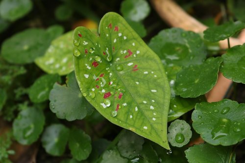 leaf  nature  gar