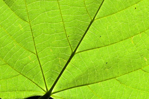 leaf  bottom  linde