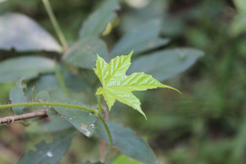 leaf life plant