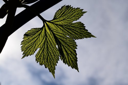 leaf  green  silhouette