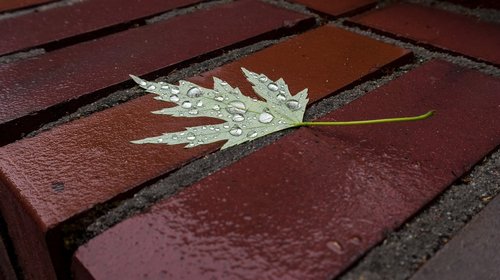 leaf  stone  wet