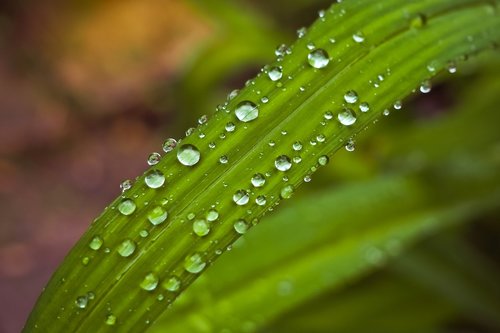 leaf  water  drip