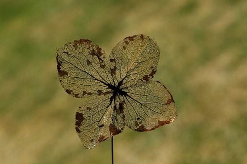 leaf  ribs  nature