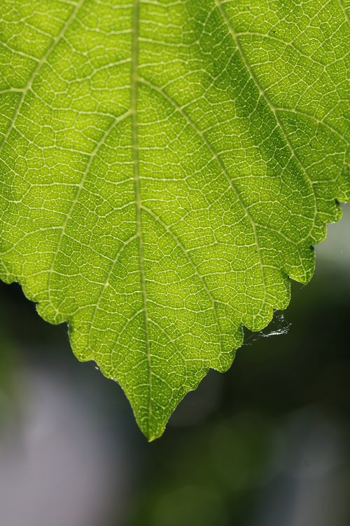 leaf  nature  green