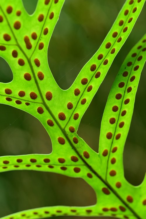 leaf  plant  close-up