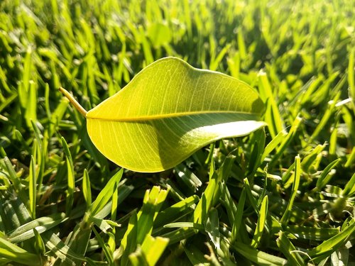 leaf  lawn  green