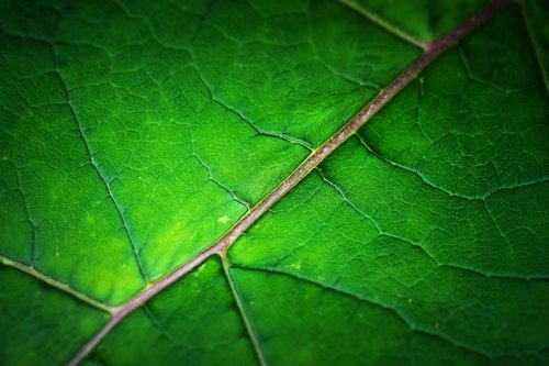 leaf  structure  texture