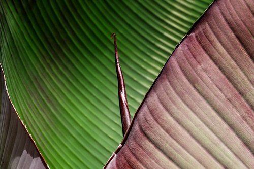 leaf  banana leaf  greenish