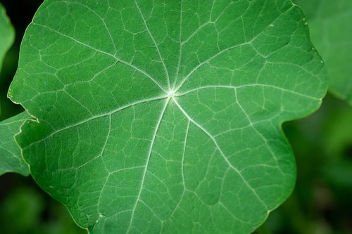 leaf  green  green leaf