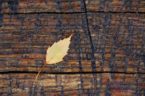 leaf  wood  yellow