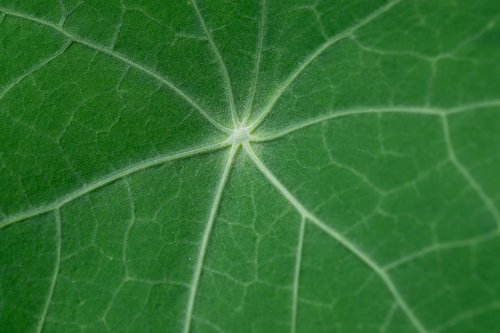 leaf  kohlrabi leaf  green