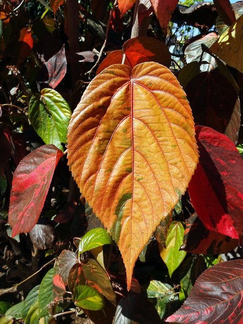 leaf  brown  colorful