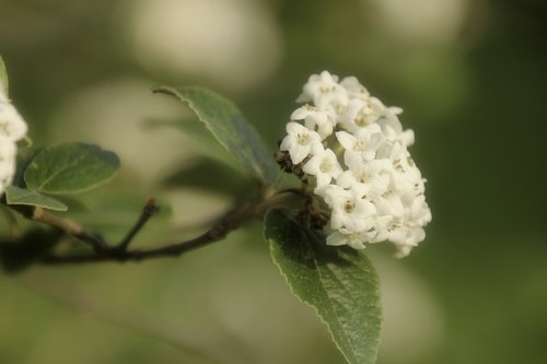 leaf  nature  flora