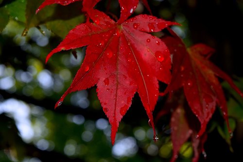leaf  red  dew