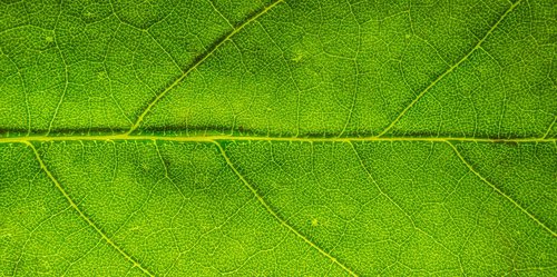 leaf  nature  green