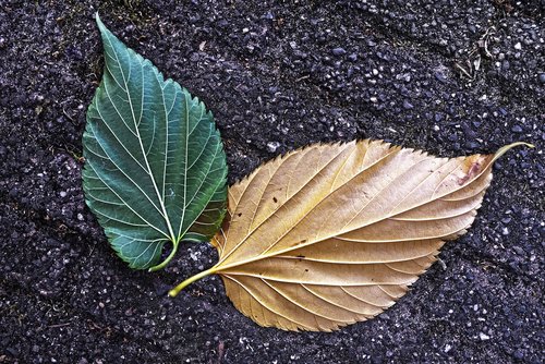 leaf  vein  pattern