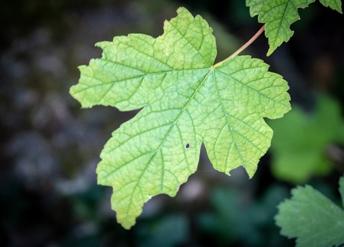 leaf  maple  oak leaf