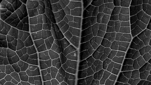 leaf  leaf texture  grain