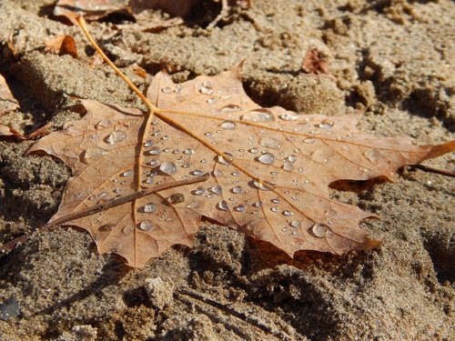 leaf  dew  fall