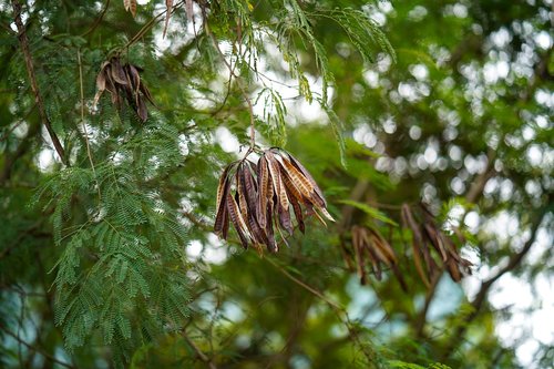 leaf  tree  green color