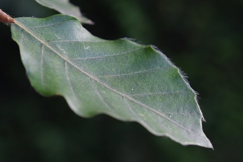 leaf  close up  green