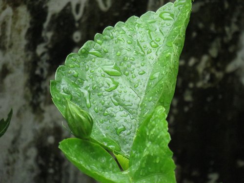leaf  green  nature