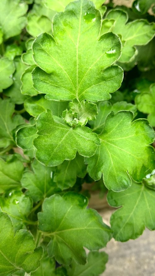 leaf  flora  food