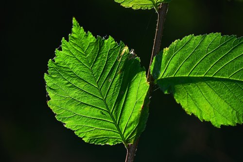 leaf  foliage  twig